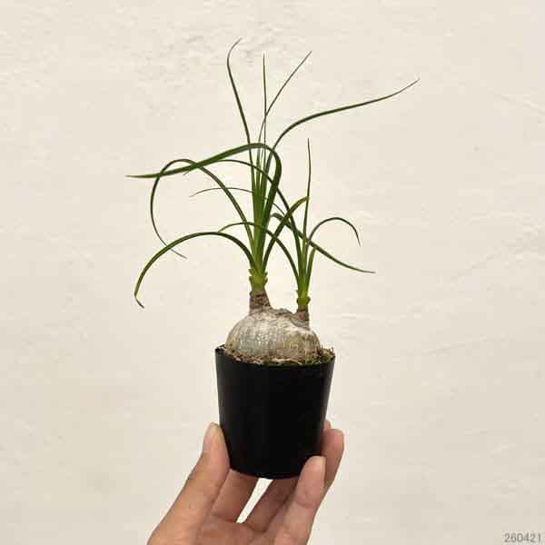 観葉植物 サマーセール トックリラン(ノリナ)...の詳細画像1