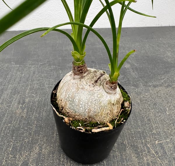 観葉植物 サマーセール トックリラン(ノリナ)...の詳細画像2