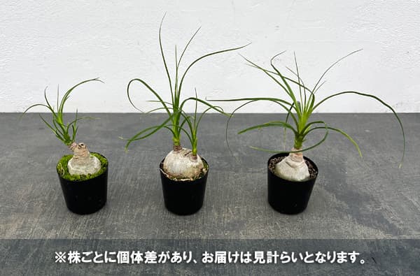観葉植物 サマーセール トックリラン(ノリナ)...の詳細画像3