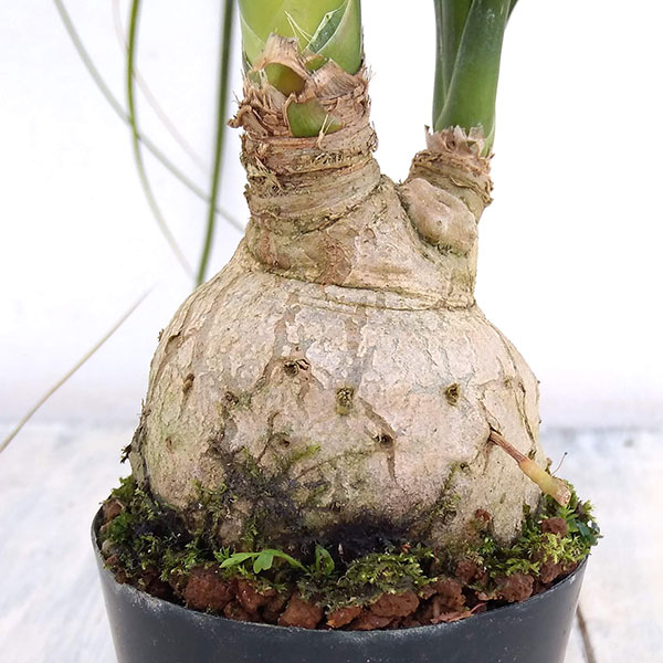 観葉植物 アーリーサマーセール トックリラン(...の詳細画像3