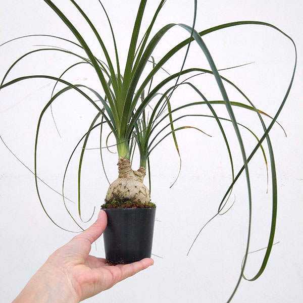 観葉植物 アーリーサマーセール トックリラン(...の詳細画像1
