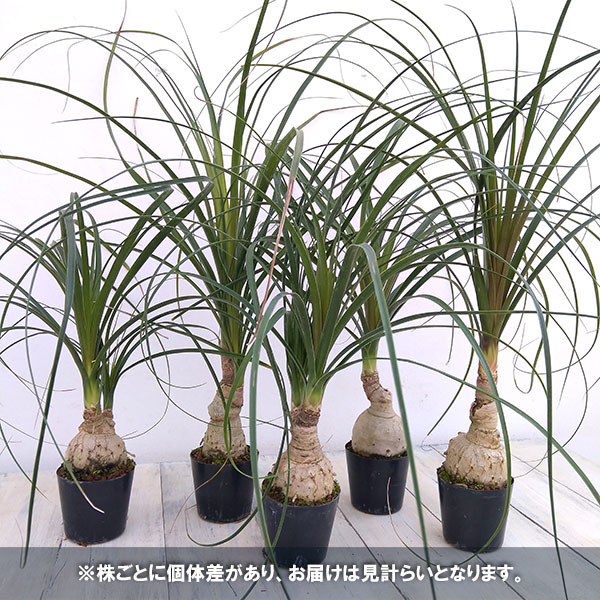 観葉植物 アーリーサマーセール トックリラン(...の詳細画像4