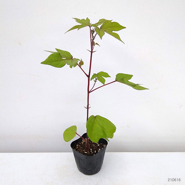 草花の苗 ワタ(綿)コットン坊や3号ポットの詳細画像4