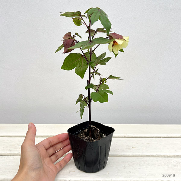 草花の苗 ワタ(綿)コットン坊や3号ポットの詳細画像1