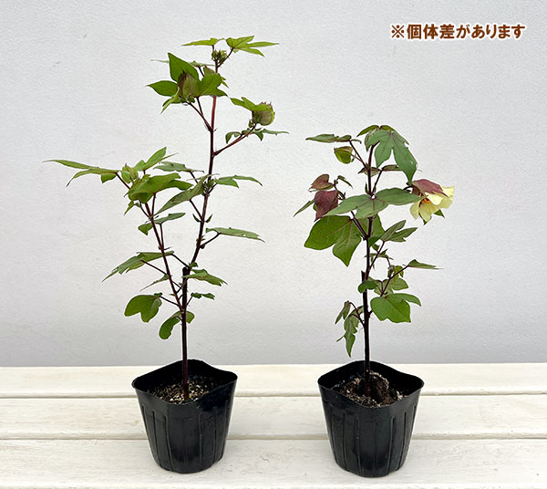 草花の苗 ワタ(綿)コットン坊や3号ポットの詳細画像3