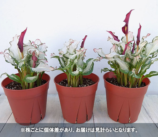 カラー：フローズンクィーン5号鉢植え｜engei｜11