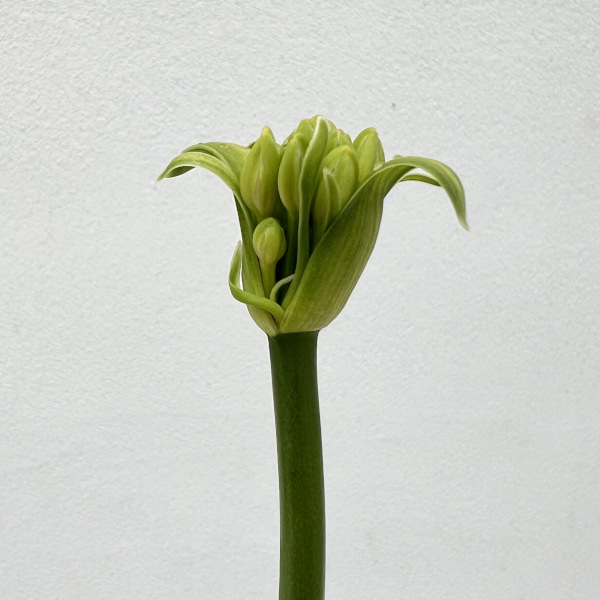 草花の苗/アガパンサス（四季咲き）：サマーラブホワイト3.5号ポット｜engei｜07