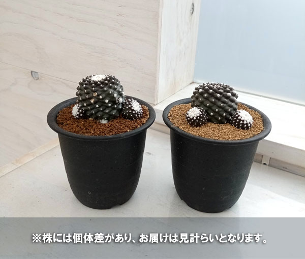 コピアポアのおすすめ人気商品一覧 通販 - Yahoo!ショッピング