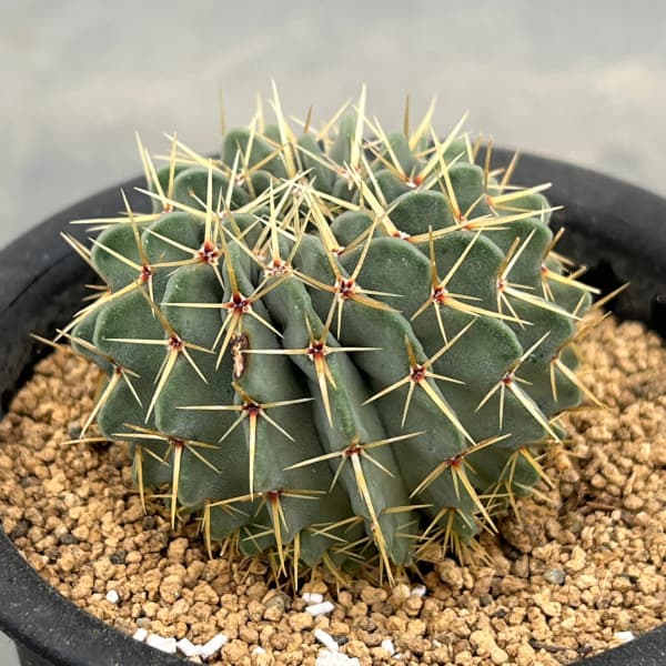 観葉植物 サボテン パロジア(ノトカクタス)・...の詳細画像3