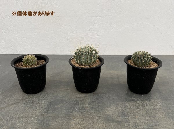 観葉植物 サボテン パロジア(ノトカクタス)・...の詳細画像4