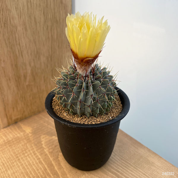 観葉植物 サボテン パロジア(ノトカクタス)・...の詳細画像5