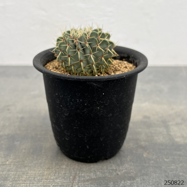 観葉植物 サボテン パロジア(ノトカクタス)・...の詳細画像1