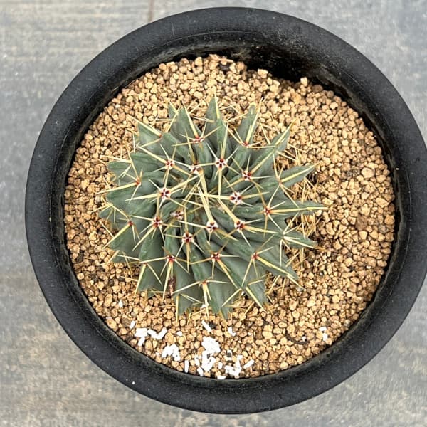 観葉植物 サボテン パロジア(ノトカクタス)・...の詳細画像2