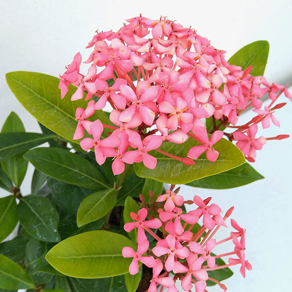 (わけあり特価)サンタンカ チャームピンク4号鉢植えの詳細画像3