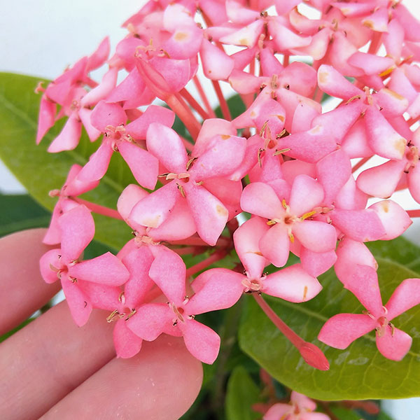 (わけあり特価)サンタンカ チャームピンク4号鉢植えの詳細画像4