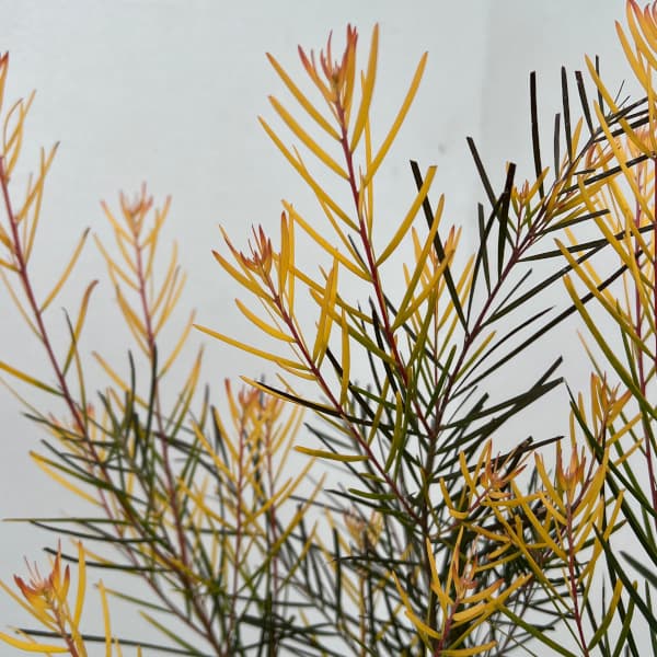 パールアカシア（苗木、植木） | 花、ガーデニング のおすすめ人気商品