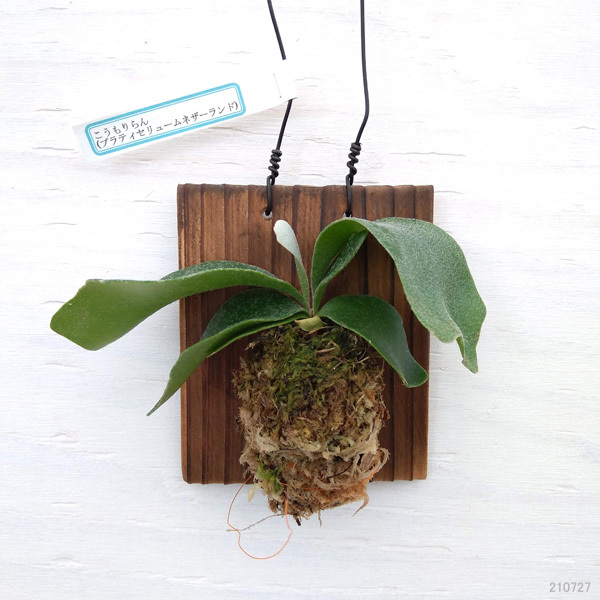 ビカクシダ 板付のおすすめ人気商品一覧 通販 - Yahoo!ショッピング