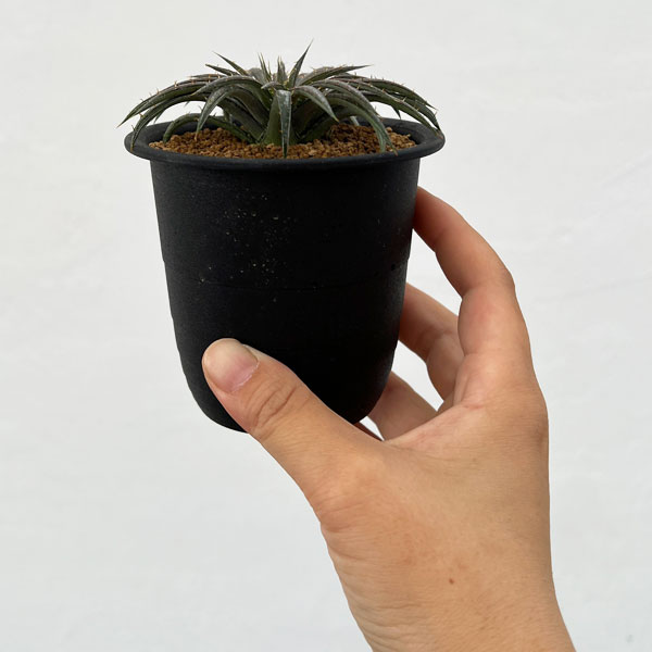ディッキアのおすすめ人気商品一覧 通販 - Yahoo!ショッピング