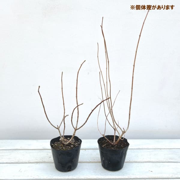 花木 庭木の苗 ノリウツギ(糊空木) バニラス...の詳細画像5