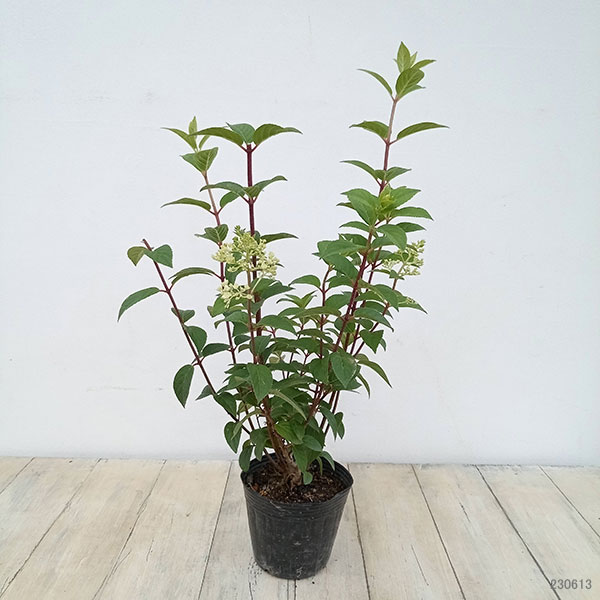 花木 庭木の苗 ノリウツギ(糊空木) バニラス...の詳細画像1