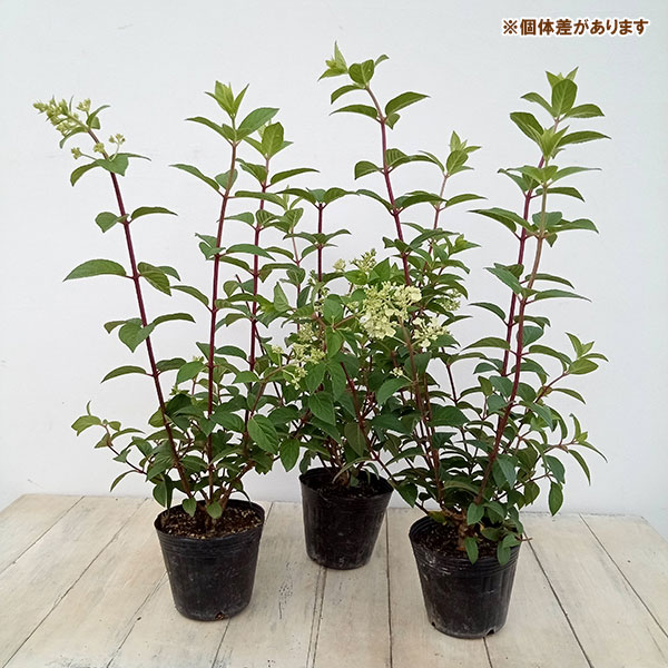 花木 庭木の苗 ノリウツギ(糊空木) バニラス...の詳細画像2