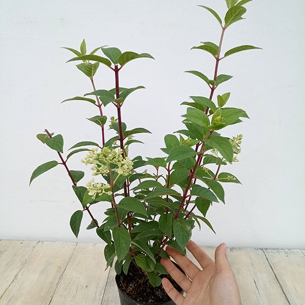 花木 庭木の苗 ノリウツギ(糊空木) バニラス...の詳細画像3