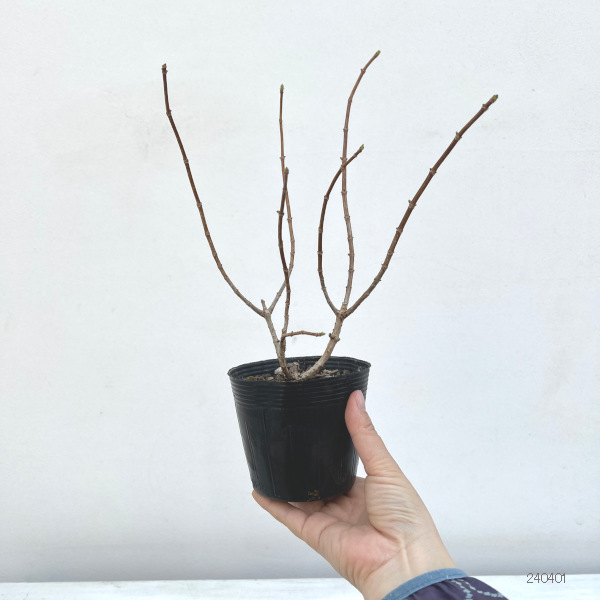 花木 庭木の苗 ノリウツギ(糊空木) バニラス...の詳細画像4