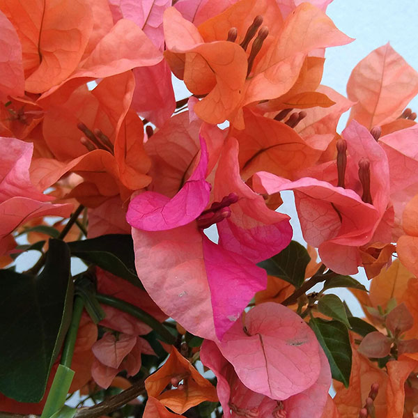 ブーゲンビレア カリフォルニアオレンジ3.5号鉢植えの詳細画像5