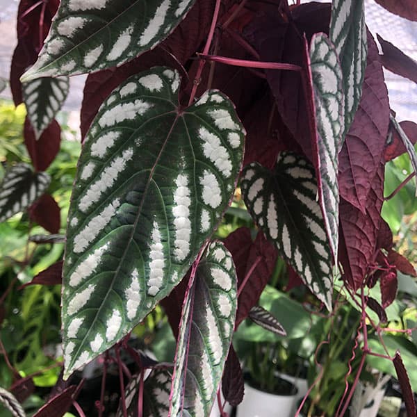 観葉植物 シッサス ディスカラー 5号吊り鉢植えの詳細画像2