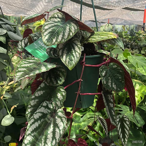 観葉植物 シッサス ディスカラー 5号吊り鉢植えの詳細画像1