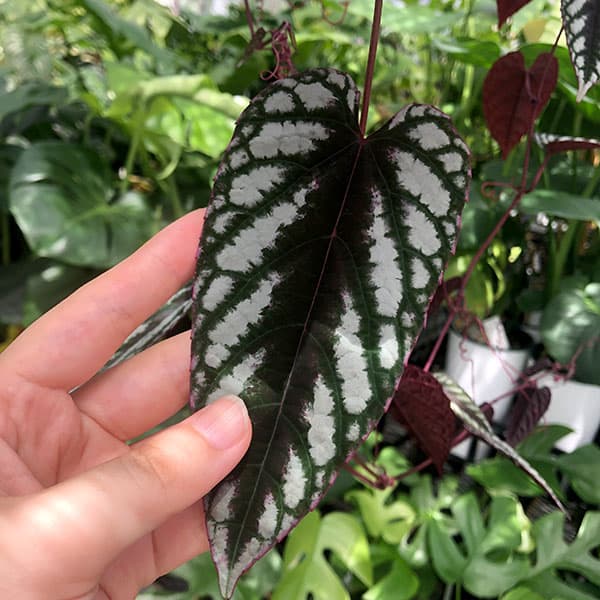 観葉植物 シッサス ディスカラー 5号吊り鉢植えの詳細画像3