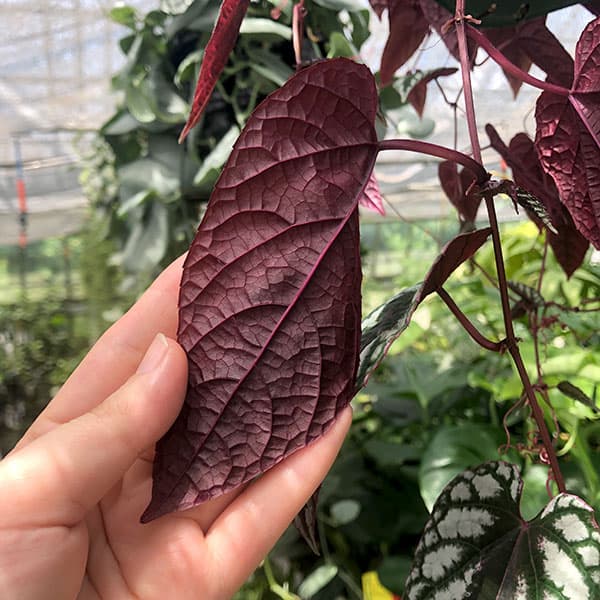 観葉植物 シッサス ディスカラー 5号吊り鉢植えの詳細画像4