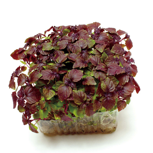 モヤシの種(スプラウト栽培用) 赤しその芽 タネの詳細画像1