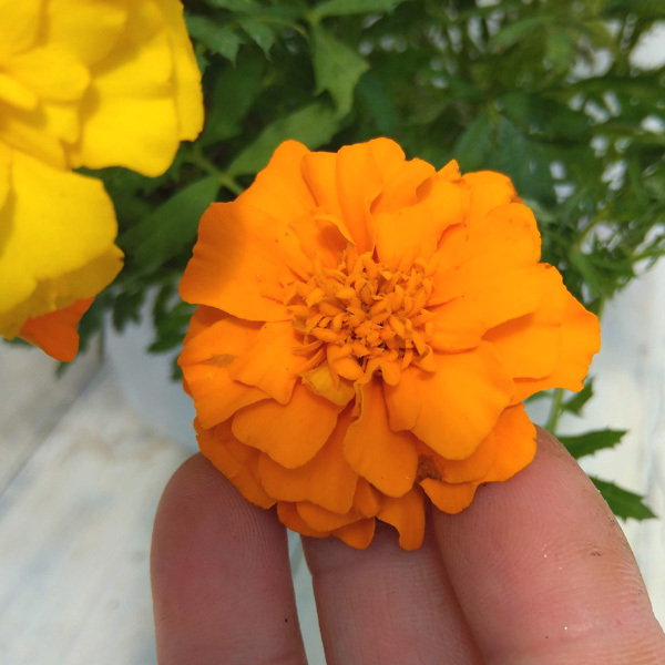 草花の苗 マリーゴールド スーパーヒーロー オ...の詳細画像4