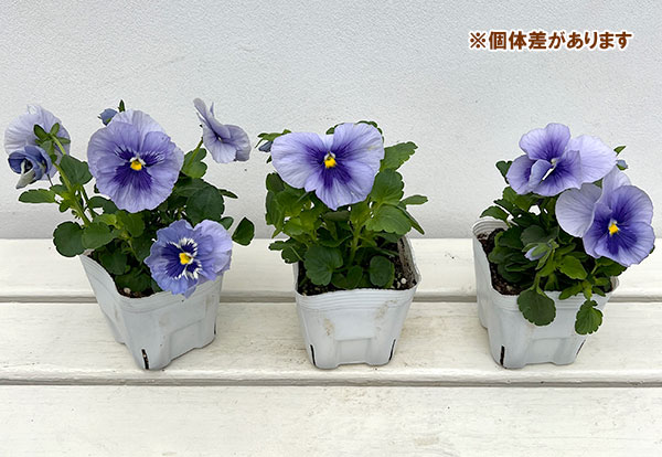 草花の苗 26年10月中下旬予約 パンジー イ...の詳細画像5