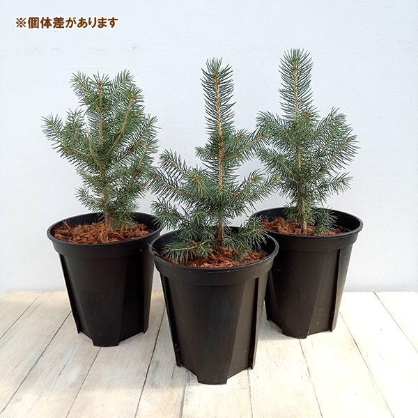 花木 庭木の苗 ピセア プンゲンス（プンゲンストウヒ）スーパーブルー