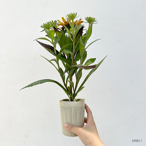 ルドベキア サハラ（花、ガーデニング）の商品一覧 通販 - Yahoo
