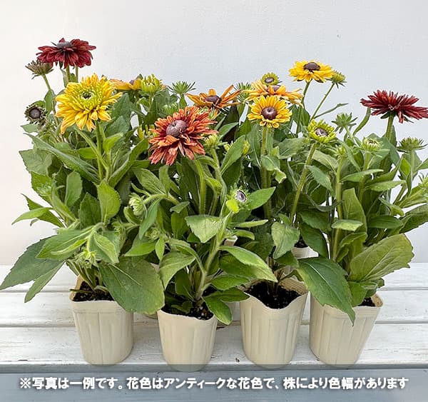 草花の苗 26年10月中下旬予約 ルドベキア ...の詳細画像1