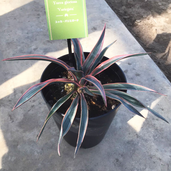 ユッカグロリオサ  5,000円から hanahirobaonline_niwaki-yucca-