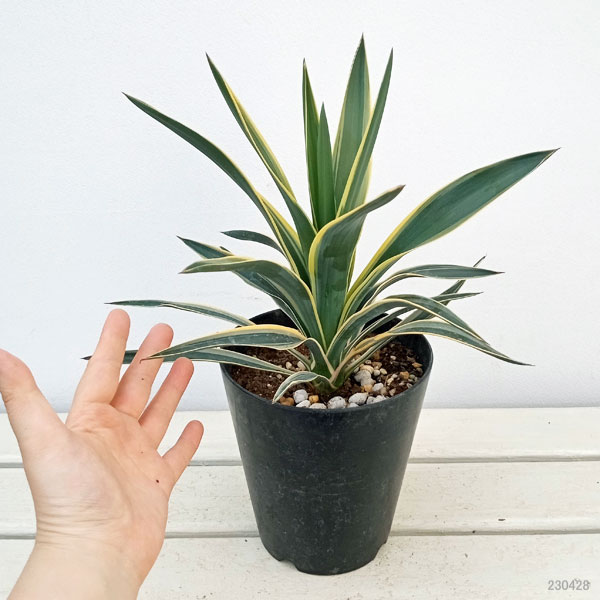 観葉植物 ユッカ グロリオサ バリエガータ（斑入り）5号ポット : 園芸