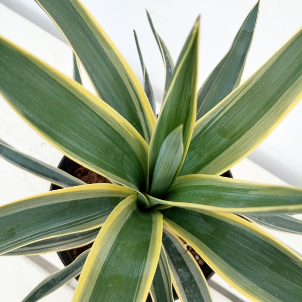 観葉植物 ユッカ グロリオサ バリエガータ（斑入り）5号ポット : 園芸