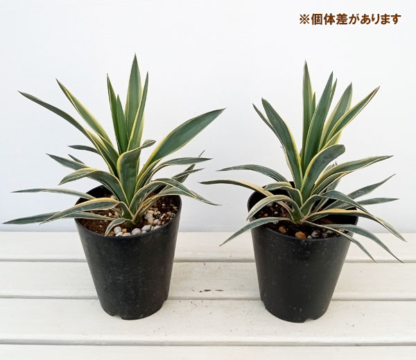 観葉植物 ユッカ グロリオサ バリエガータ（斑入り）5号ポット : 園芸