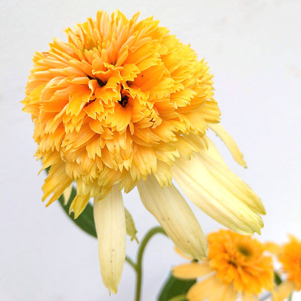 草花の苗 サマーセール (わけあり特価)エキナ...の詳細画像1