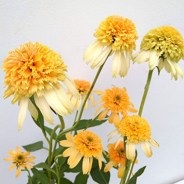 草花の苗 サマーセール (わけあり特価)エキナ...の詳細画像3