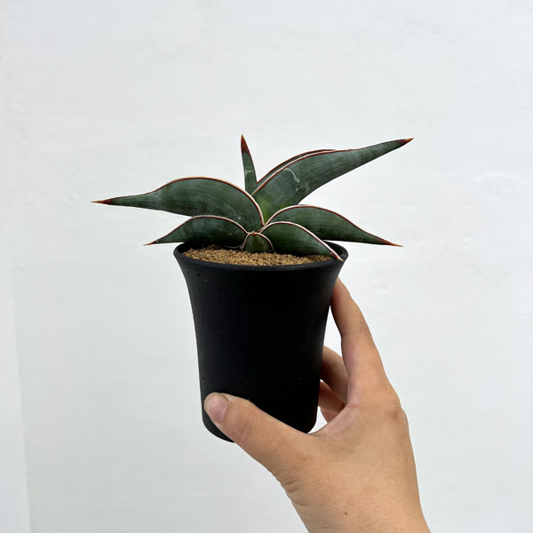 観葉植物 棚卸セール サンセベリア ロリダ 3号鉢植え : 園芸ネット