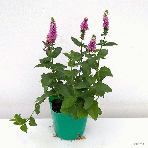 フクシア 花 ピンク（花の苗）｜苗 | 花、ガーデニング の商品一覧