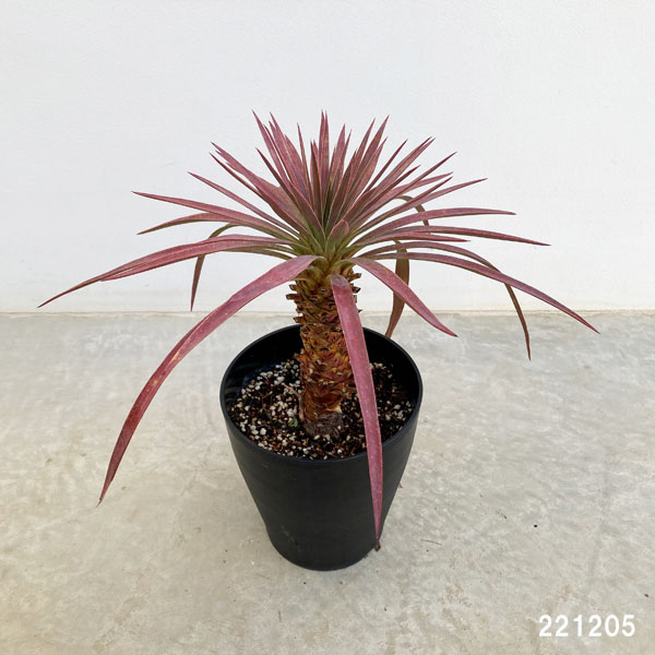 観葉植物 ユッカ デスメティアーナ 6号鉢植え 園芸ネット 通販 Yahoo ショッピング