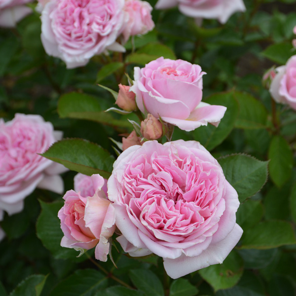 バラの苗/ロサ・オリエンティス・プログレッシオ：メアリー レノックス