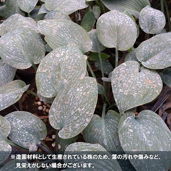 草花の苗/ギボウシ：ハルシオン5号ポット｜engei｜08