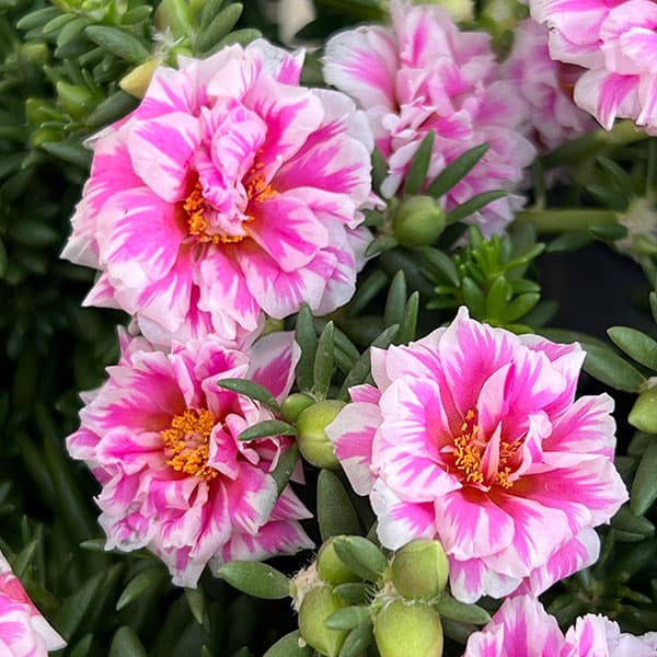 草花の苗 マツバボタン(八重咲き) リトルマー...の詳細画像5